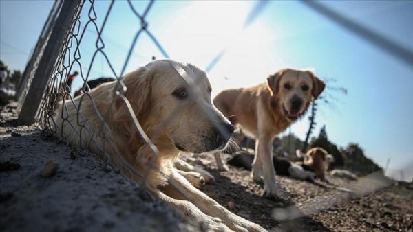 hayvanları koruma kanunu Hayvanları Koruma Kanunu kabul edildi mi? Hayvanları Koruma Kanunu maddeleri neler? İşte Hayvanları Koruma Kanunu maddeleri 2021!